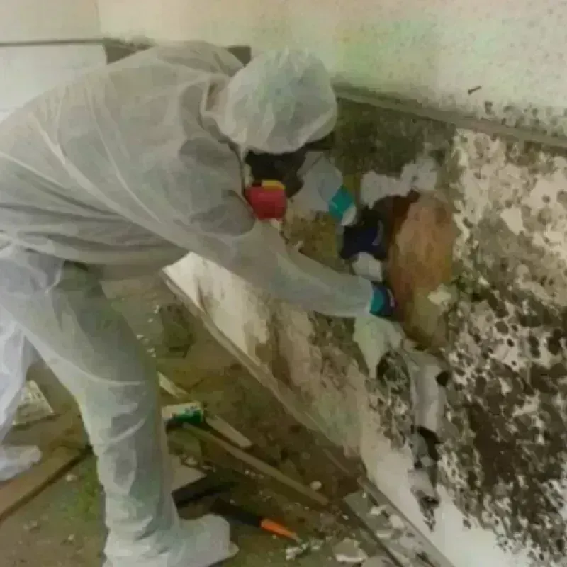 Mold Remediation and Removal in Fairbury, IL